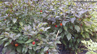 Purple Reaper - Pepper Seeds - White Hot Peppers